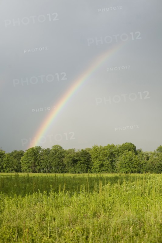 A rainbow in a field