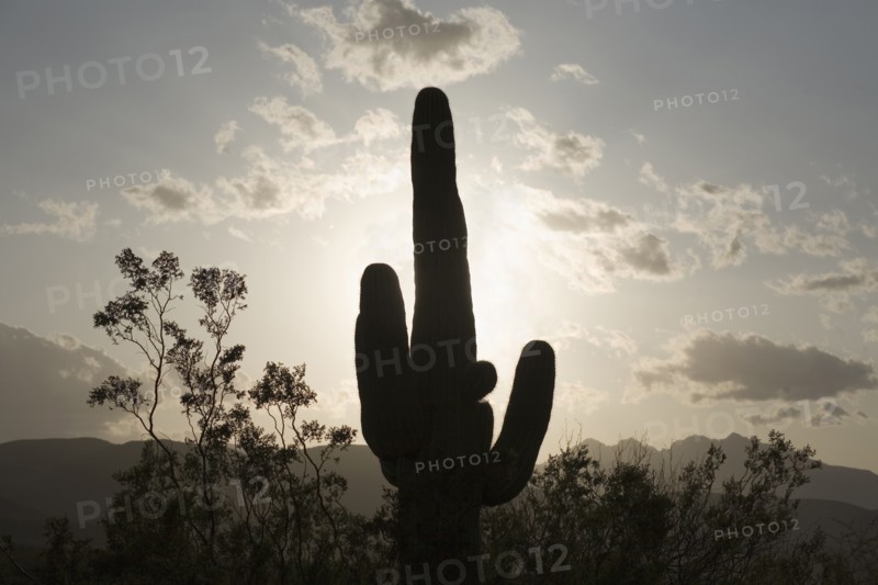 Silhouette of a cactus