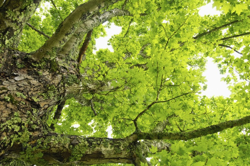 A tree
