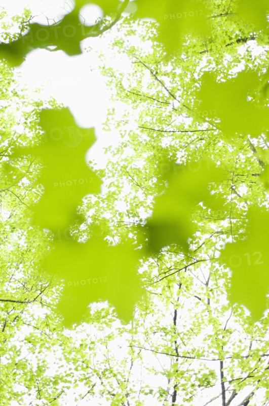 Leaves