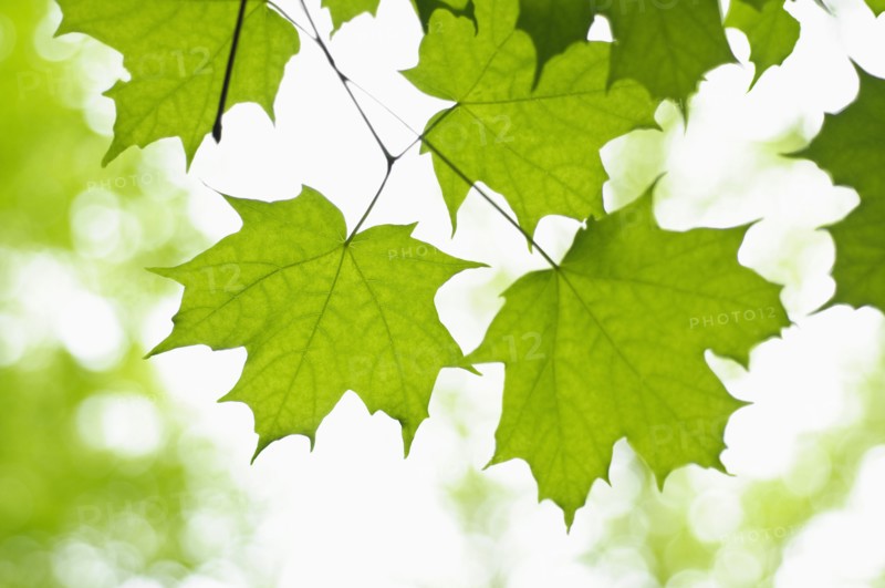 Leaves