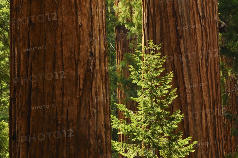 A forest of trees