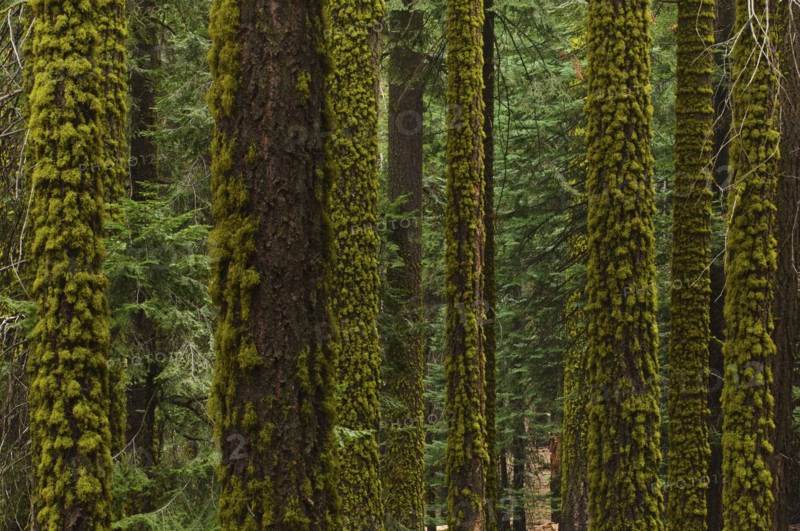 A forest of trees