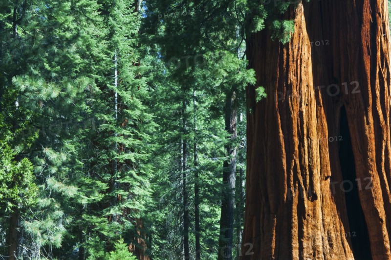 A forest of trees