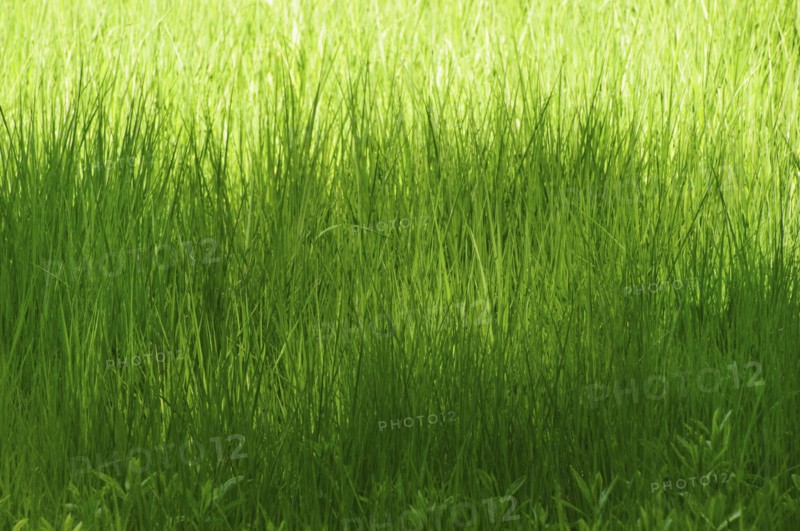 Grass Field