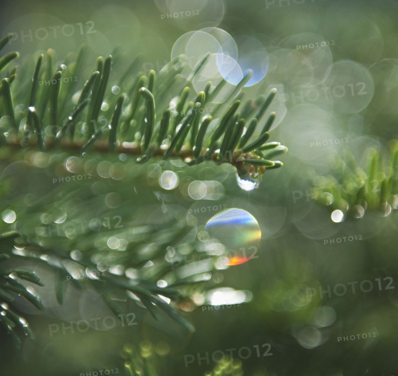 Tree branches outdoors.