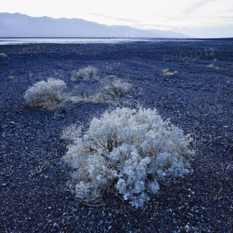 Sage brush in Death Valley.
