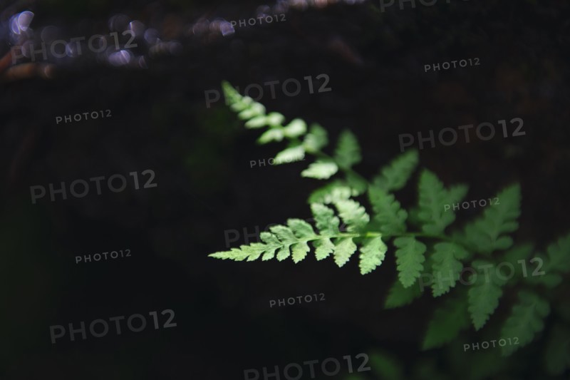 Leaves.