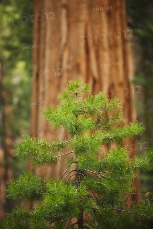 A forest of trees.