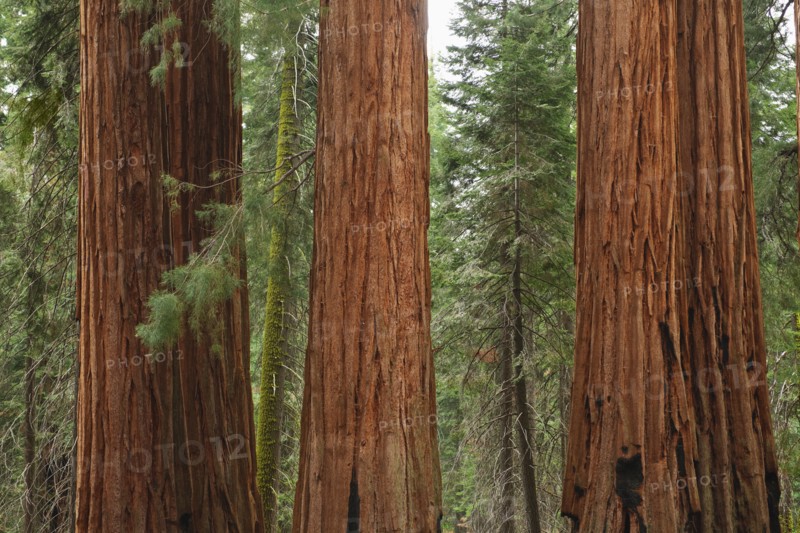 A forest of trees.