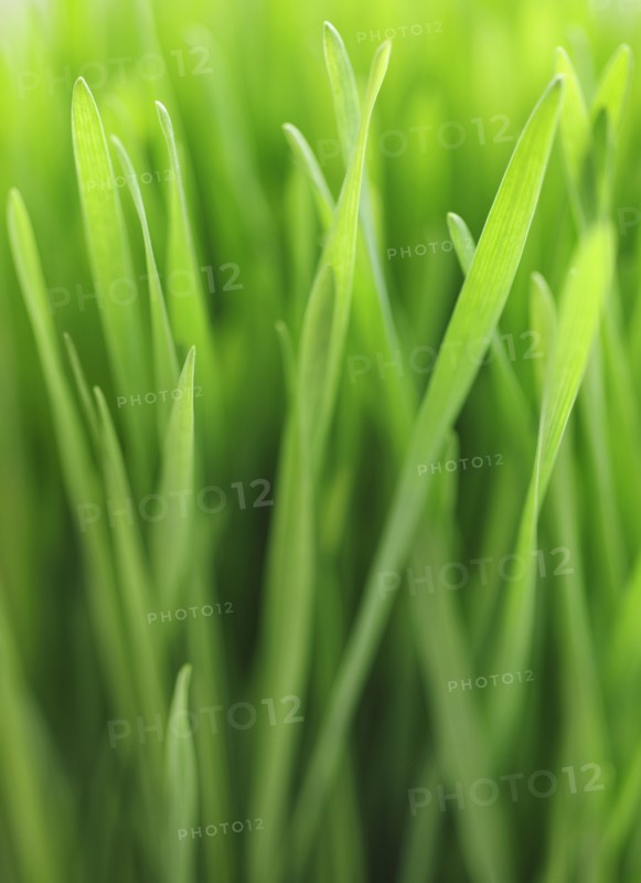 Close up of grass.