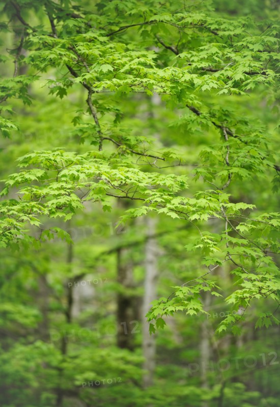 A forest of trees.