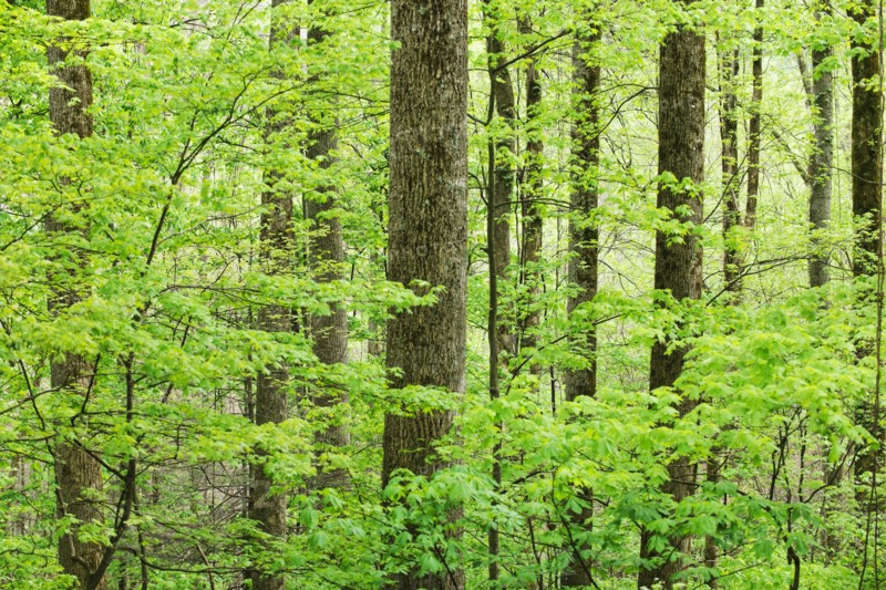 A forest of trees.