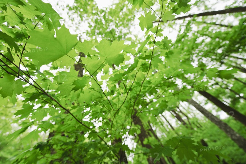 A forest of trees.