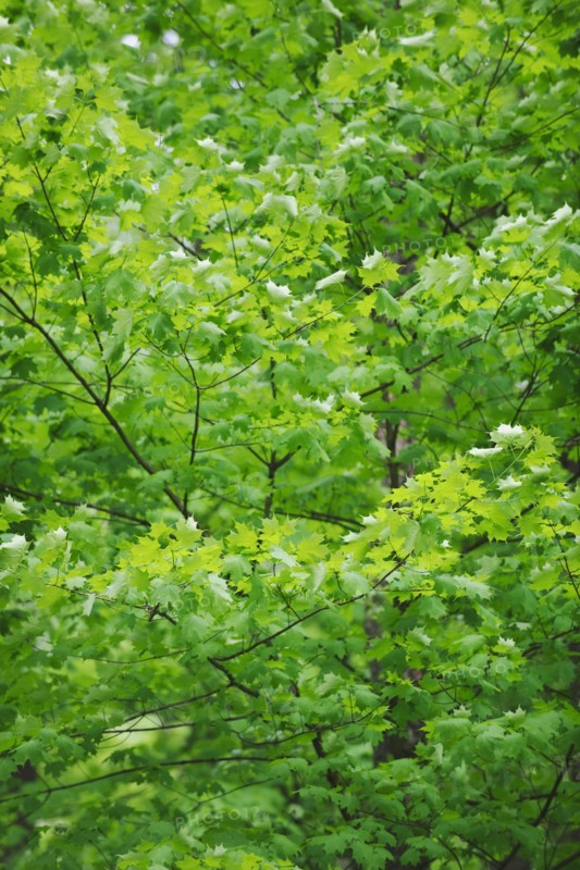 A forest of trees.
