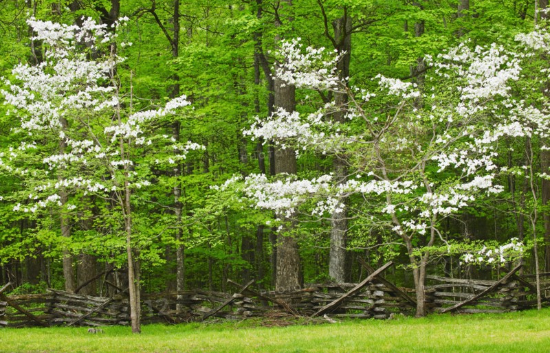 A forest of trees.