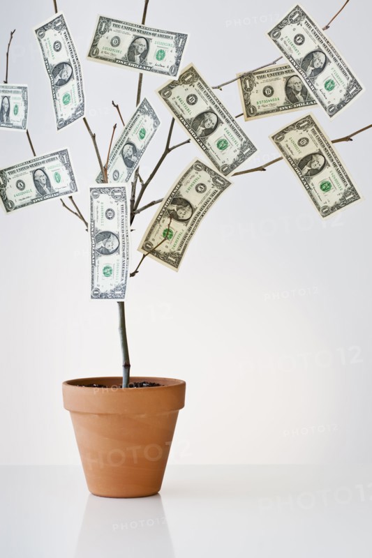 Money growing in a pot.