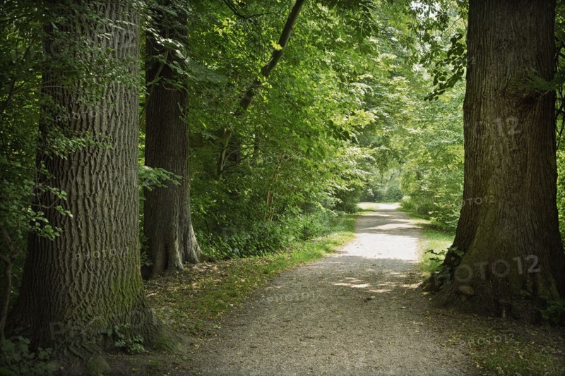 Path in forest