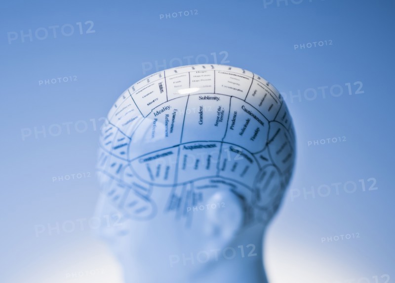 Model of human brain.