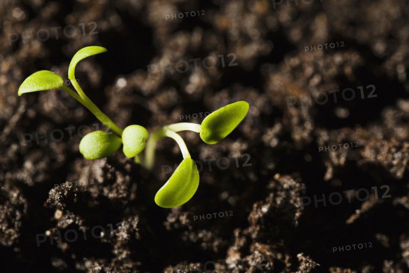 Baby plants