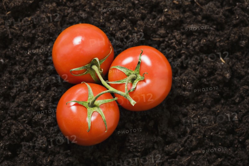 Tomatoes