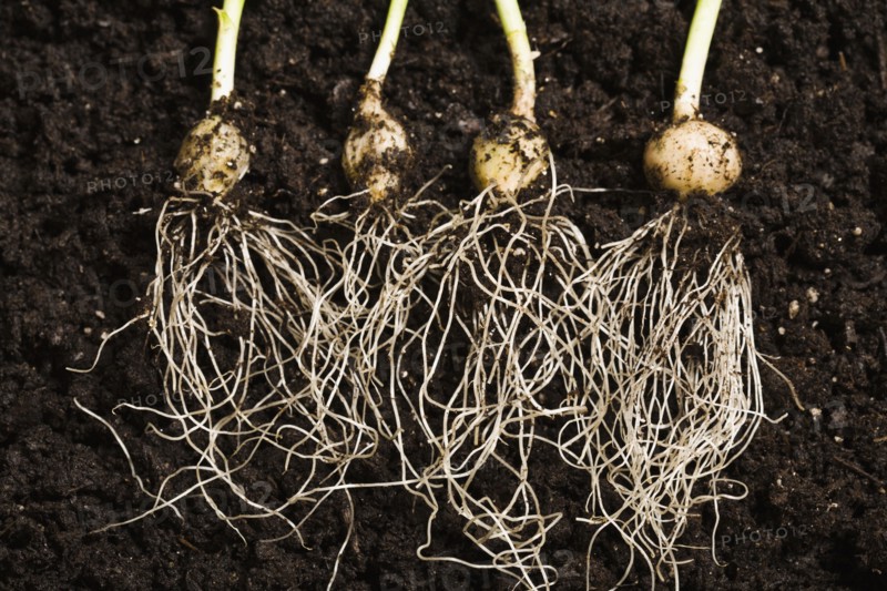 Plant roots