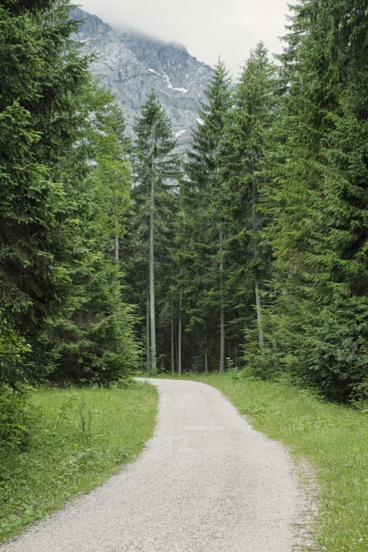 Path in forest