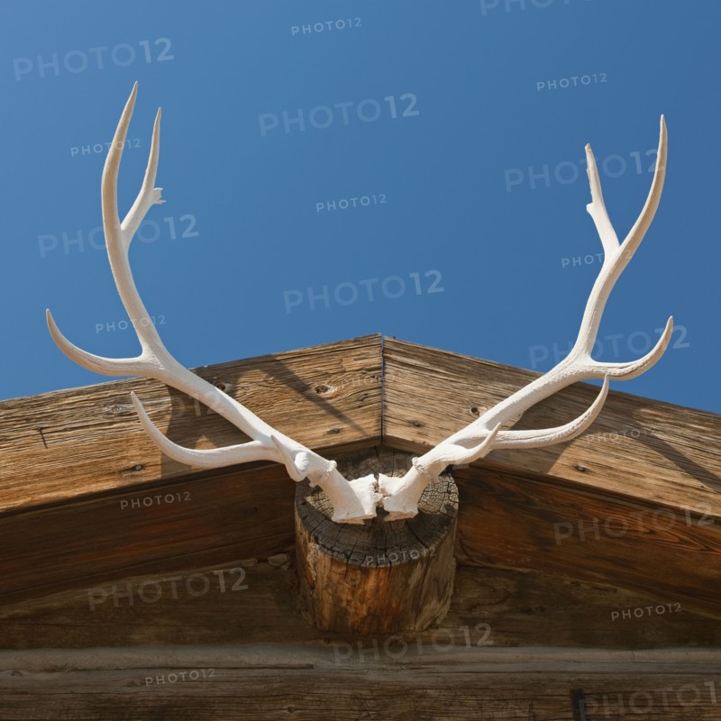 Elk antlers.