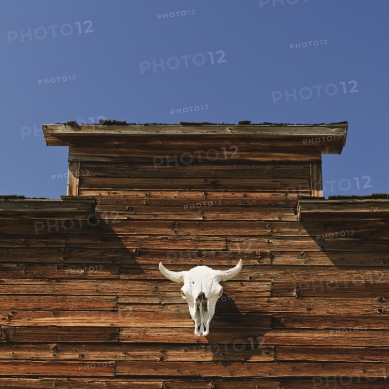 Steer skull on barn.