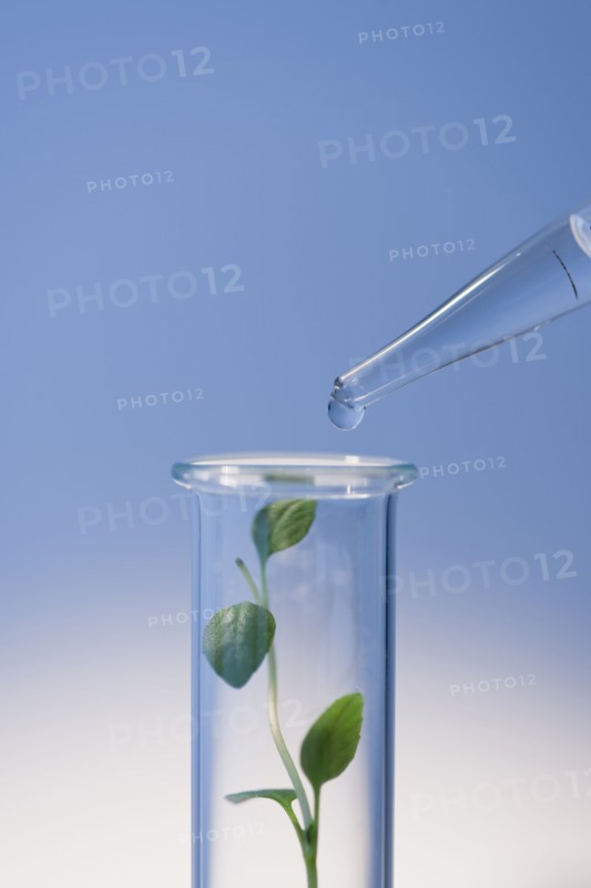 Test tube with plants.