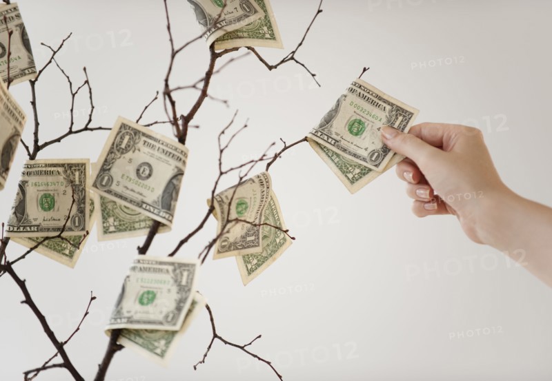 Money tree.