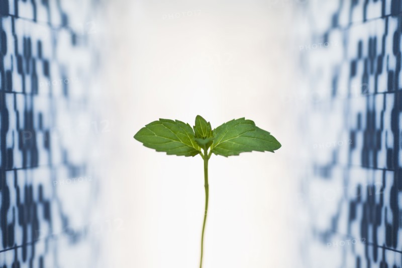 Leaf against medical background.