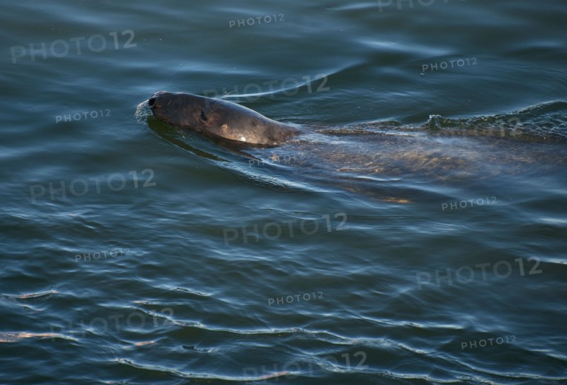 Harbor seal.