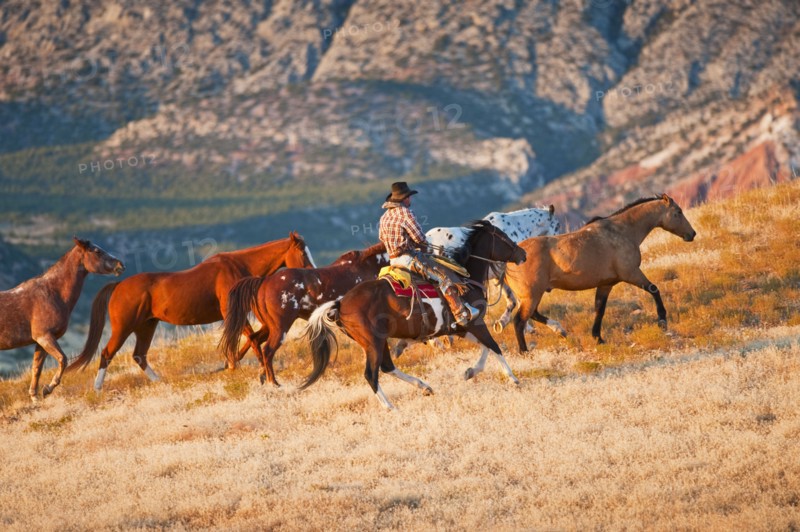 Cowboy herding wild horses.