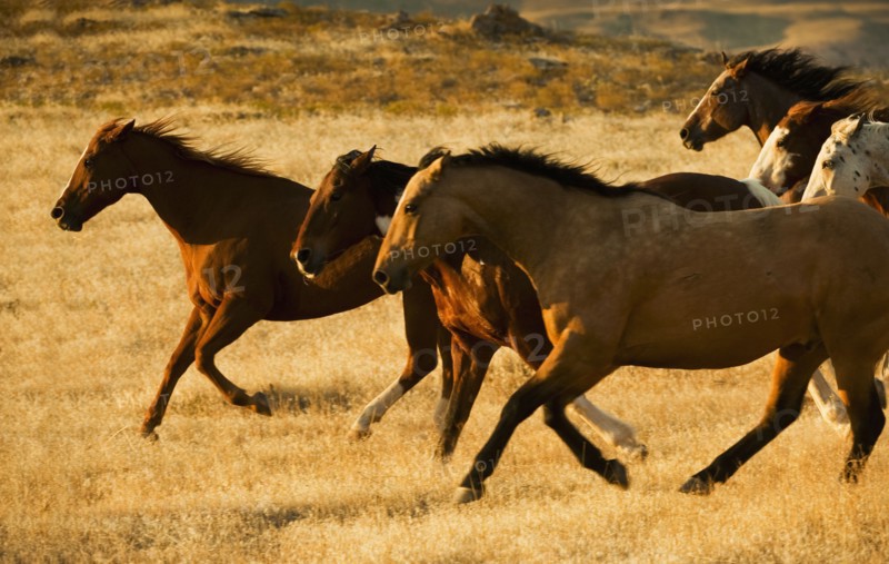 Wild horses.