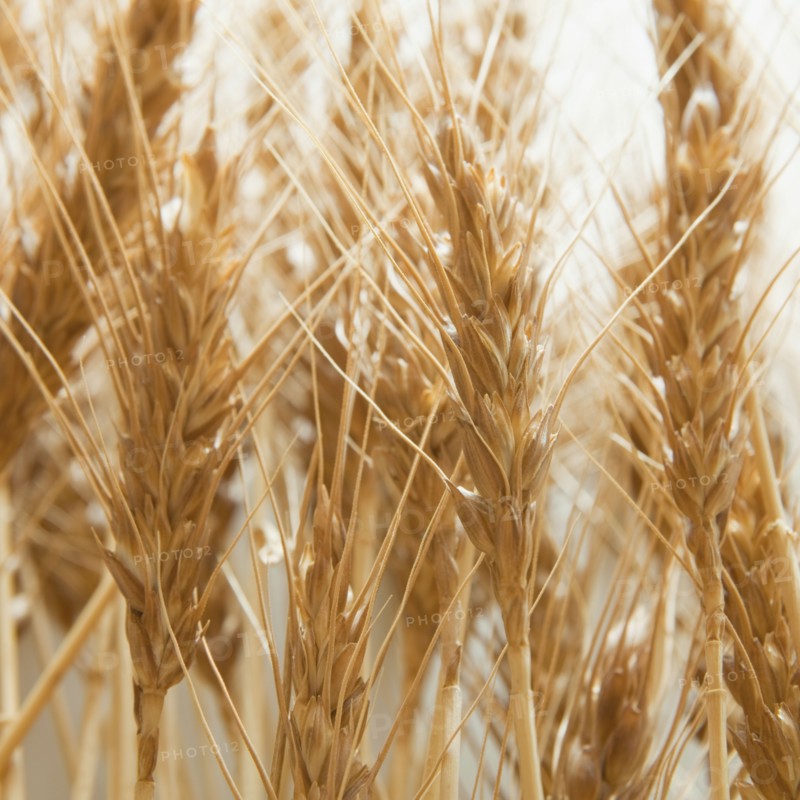 Wheat