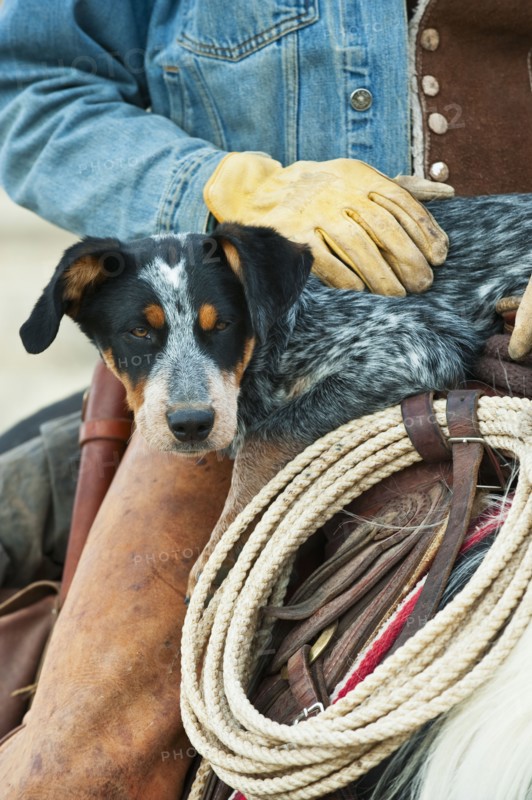 Cowboy and dog on horse.