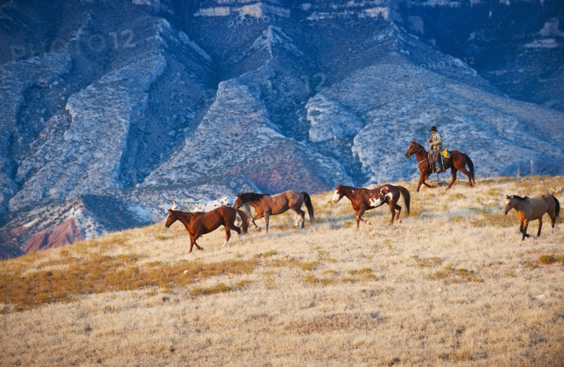 Cowboy herding wild horses.