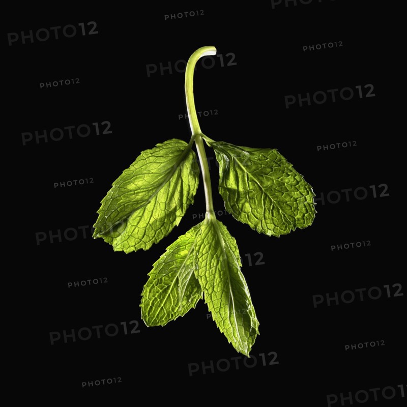 Mint leaves