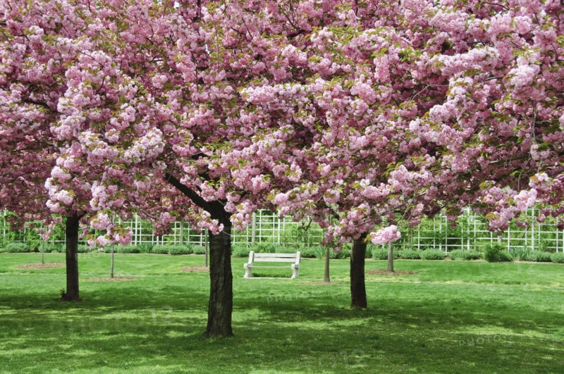 Cherry Blossoms