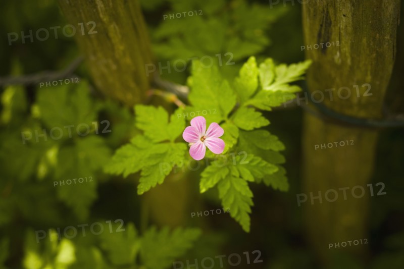 Close-up of pink flower