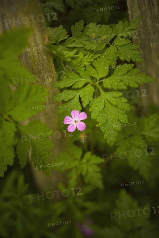 Close-up of pink flower