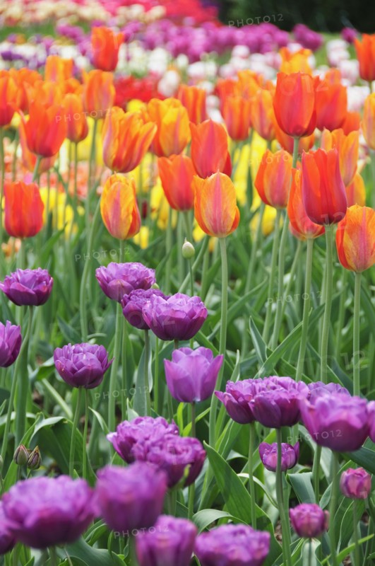 Tulips