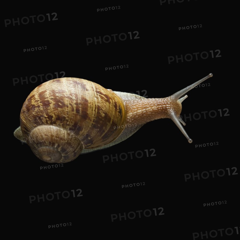 Snail with head out of shell
