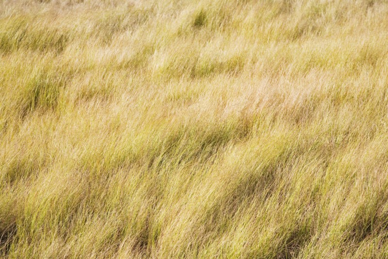 Field