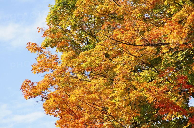 Fall foliage