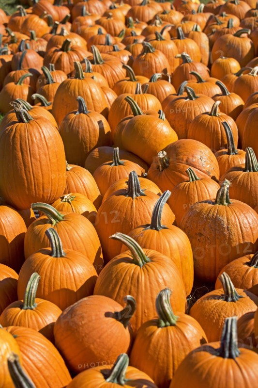 Pumpkins