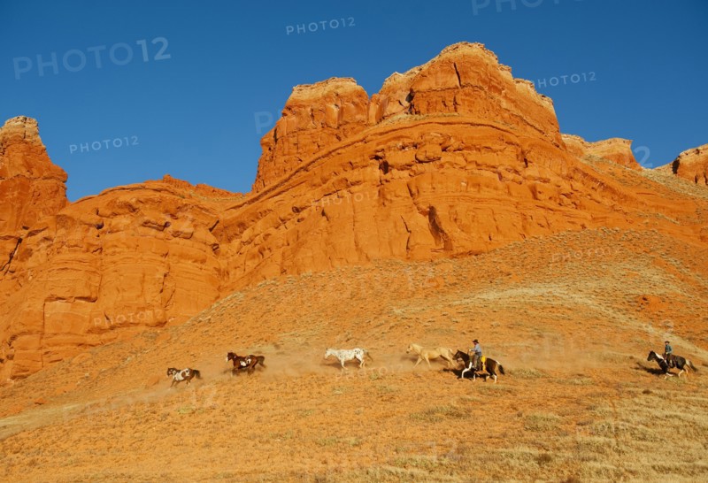 Cowboys herding wild horses.