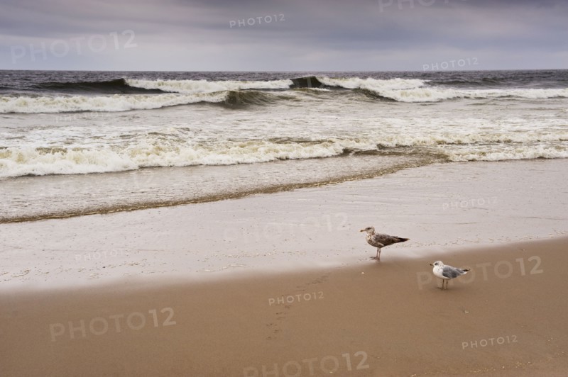 Seagulls on the beach.