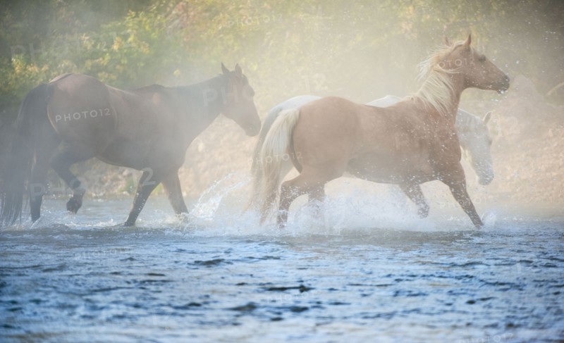 Wild horses running through water.